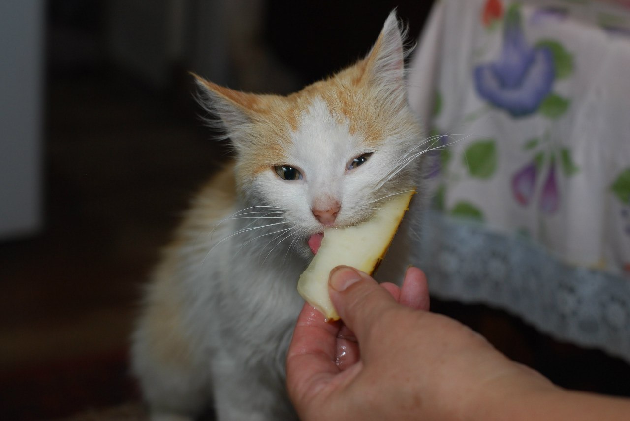 Кот ест дыню